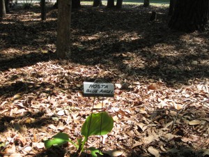 plant marker